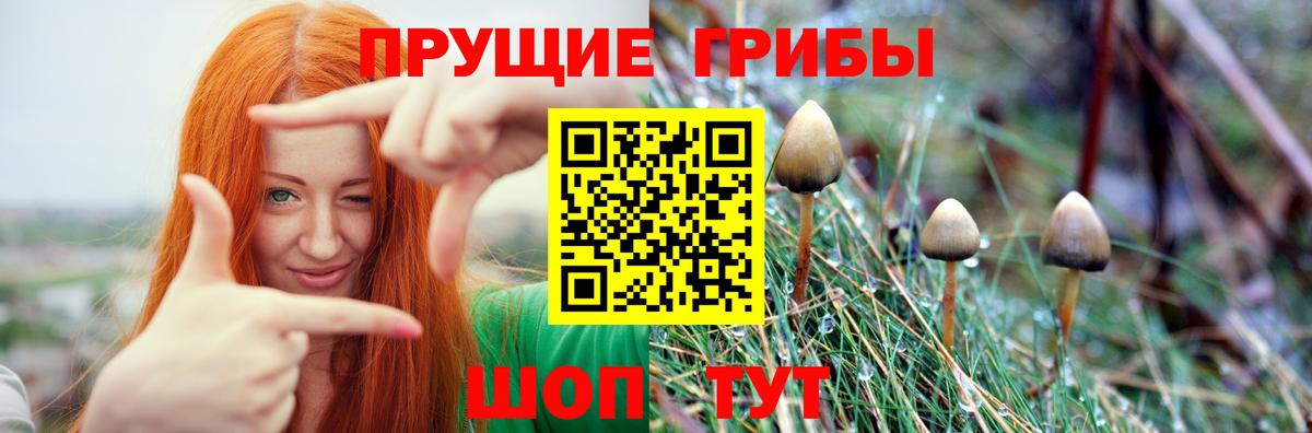 Галлюциногенные грибы Psilocybe Выборг